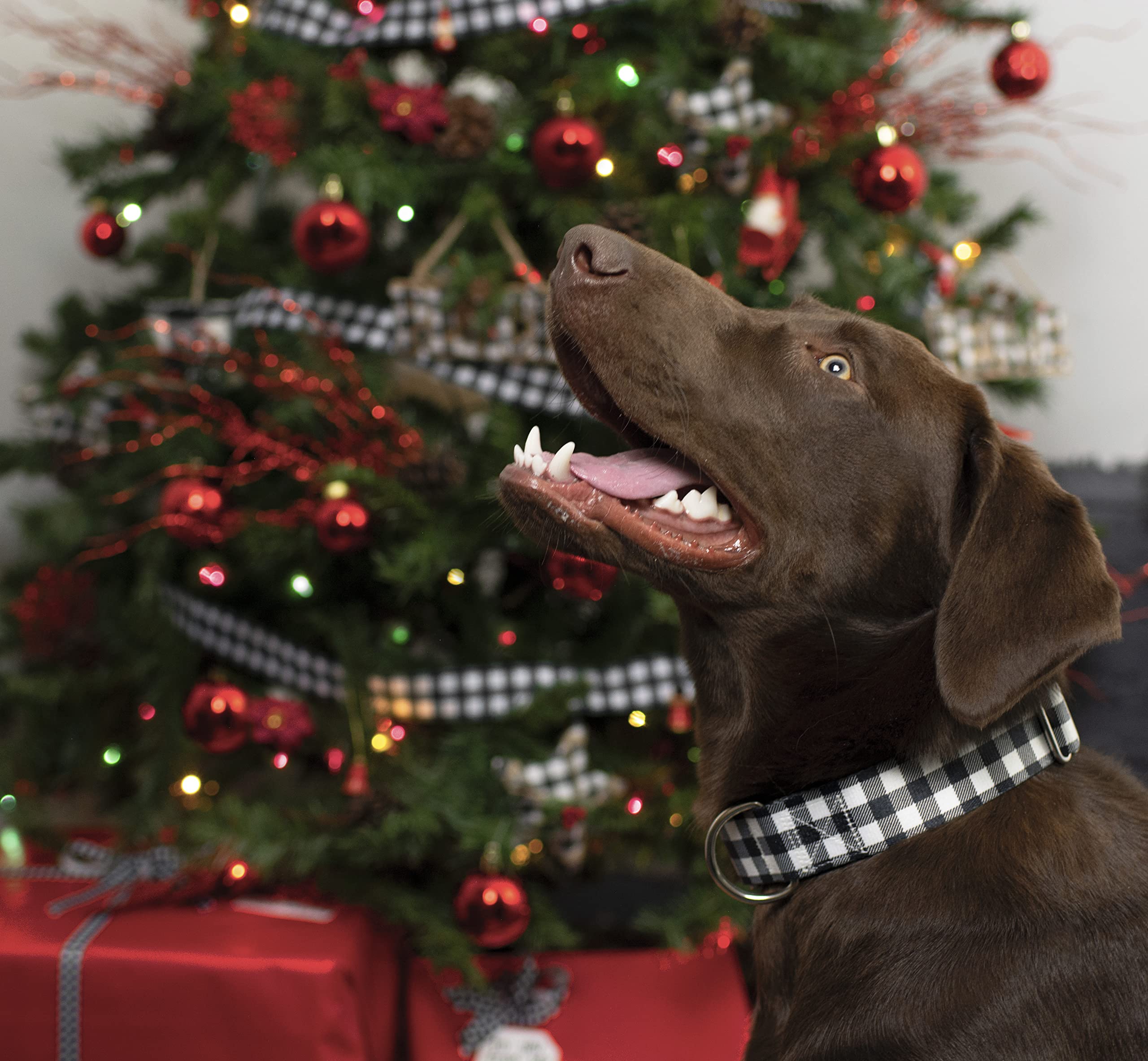 Country Brook Petz Store -Country Brook Petz Store 81sSA8MVSTL