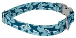 Country Brook Petz Premium Sharks Dog Collar 7 Country Brook Petz Premium Sharks Dog Collar -Country Brook Petz Store GUEST 0263321f f23f 4481 9206 c47f5c6fd569