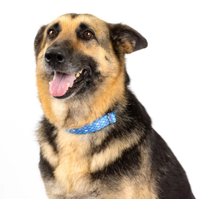 Country Brook Petz - Mermaid Scales Martingale Dog Collar 9 Country Brook Petz - Mermaid Scales Martingale Dog Collar - Image 9