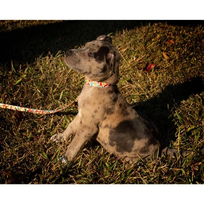 Country Brook Design® Deluxe Dog Collar - Awesome Autumn Collection - Made In The U.S.A. 2 Country Brook Design® Deluxe Dog Collar - Awesome Autumn Collection - Made In The U.S.A. - Image 2