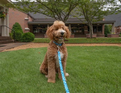 Country Brook Petz 1 1/2 Inch Deluxe Blue Bone Camo Dog Collar 2 Country Brook Petz 1 1/2 Inch Deluxe Blue Bone Camo Dog Collar - Image 2