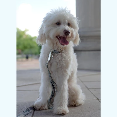 Country Brook Petz Premium Mountain Viper Camo Dog Collar 2 Country Brook Petz Premium Mountain Viper Camo Dog Collar - Image 2