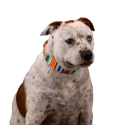 Country Brook Petz 1 1/2 Inch Summer Pines Martingale Dog Collar 1 Country Brook Petz 1 1/2 Inch Summer Pines Martingale Dog Collar