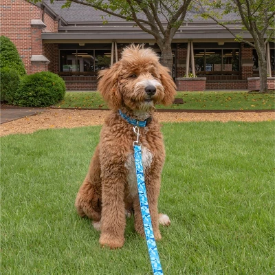 Country Brook Petz HossFit Jr Wide Deluxe Dog Collar - Camouflage Collection 1 Country Brook Petz HossFit Jr Wide Deluxe Dog Collar - Camouflage Collection