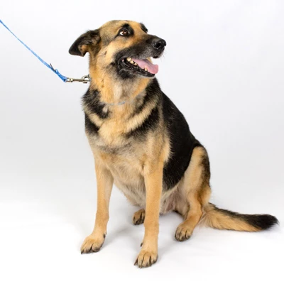 Country Brook Petz - Mermaid Scales Martingale Dog Collar 4 Country Brook Petz - Mermaid Scales Martingale Dog Collar - Image 4