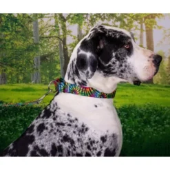 Country Brook Petz Tie Dye Stripes Martingale Dog Collar 17 Country Brook Petz Tie Dye Stripes Martingale Dog Collar -Country Brook Petz Store GUEST 16c2cb3c 8d0a 4005 bc60 b952754de0fc