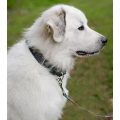 Country Brook Petz Woodland Camo Martingale Dog Collar And Leash 10 Country Brook Petz Woodland Camo Martingale Dog Collar And Leash -Country Brook Petz Store GUEST 1759c306 d8cb 4f5d a53a e1ccabd6a011 1