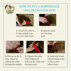 Country Brook Petz HossFit Jr Wide Martingale Dog Collar - Animal Print Collection -Country Brook Petz Store GUEST 19bae10a 2567 44c1 91ef 5a14955acbd9