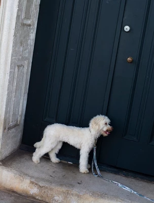 Country Brook Petz 1 1/2 Inch Mountain Viper Camo Martingale Dog Collar 2 Country Brook Petz 1 1/2 Inch Mountain Viper Camo Martingale Dog Collar - Image 2
