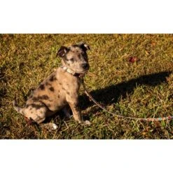 Country Brook Design® Deluxe Dog Collar - Awesome Autumn Collection - Made In The U.S.A.