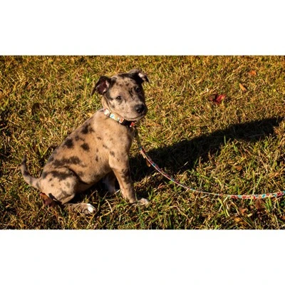 Country Brook Design® Deluxe Dog Collar - Awesome Autumn Collection - Made In The U.S.A. 1 Country Brook Design® Deluxe Dog Collar - Awesome Autumn Collection - Made In The U.S.A.