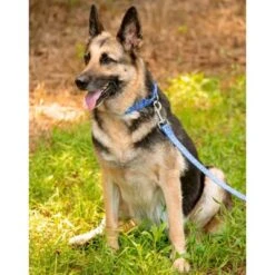 Country Brook Petz - Mermaid Scales Martingale Dog Collar 16 Country Brook Petz - Mermaid Scales Martingale Dog Collar -Country Brook Petz Store GUEST 23907000 6c53 4d31 9c9d 498bf1399385