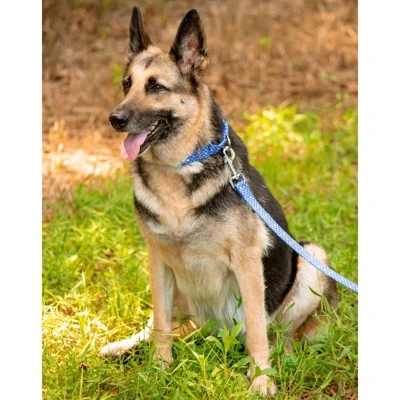 Country Brook Petz - Mermaid Scales Martingale Dog Collar 7 Country Brook Petz - Mermaid Scales Martingale Dog Collar - Image 7