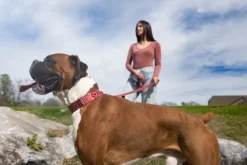 Country Brook Petz Red Bandana Martingale Dog Collar -Country Brook Petz Store GUEST 262279e2 e57f 4ff6 9a24 e424309f7d6c 1