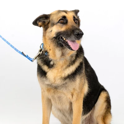 Country Brook Petz - Mermaid Scales Martingale Dog Collar 5 Country Brook Petz - Mermaid Scales Martingale Dog Collar - Image 5