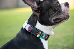 Country Brook Petz 1 1/2 Inch Deluxe Rainbow Hearts Dog Collar