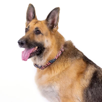 Country Brook Petz 1 1/2 Inch Patriotic Tribute Martingale Dog Collar 1 Country Brook Petz 1 1/2 Inch Patriotic Tribute Martingale Dog Collar