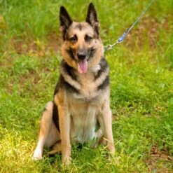 Country Brook Petz - Mermaid Scales Martingale Dog Collar 15 Country Brook Petz - Mermaid Scales Martingale Dog Collar -Country Brook Petz Store GUEST 4c7a6fb2 cb8d 4510 bd00 e46b3ddf4ff8