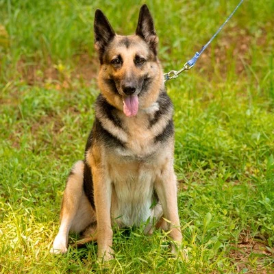 Country Brook Petz - Mermaid Scales Martingale Dog Collar 6 Country Brook Petz - Mermaid Scales Martingale Dog Collar - Image 6