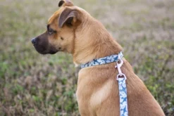 Country Brook Petz Premium Sharks Dog Collar