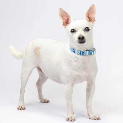 County Brook Petz Premium Dog Collar And Leash - Christmas Collection 7 County Brook Petz Premium Dog Collar And Leash - Christmas Collection - Image 7