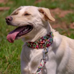 Country Brook Petz 1 1/2 Inch Daisy Fields Martingale Dog Collar