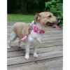 Country Brook Petz - Pink Hawaiian Martingale Dog Collar -Country Brook Petz Store GUEST 5bd8ee5e 0ed4 4a5e b1e7 f0d5d9da7062