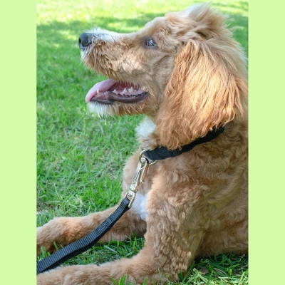 Country Brook Petz Deluxe Nylon Dog Leash, 6 Foot 2 Country Brook Petz Deluxe Nylon Dog Leash, 6 Foot - Image 2