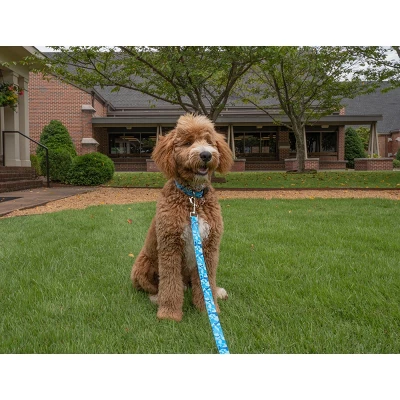 Country Brook Petz HossFit Jr Wide Deluxe Dog Collar - Camouflage Collection 2 Country Brook Petz HossFit Jr Wide Deluxe Dog Collar - Camouflage Collection - Image 2