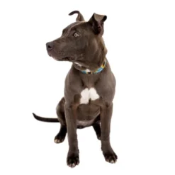 Country Brook Petz 1 1/2 Inch Deluxe Sunflowers Dog Collar