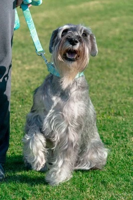 Country Brook Design® 1 Inch Green Paisley Leash - 6 Feet 1 Country Brook Design® 1 Inch Green Paisley Leash - 6 Feet