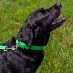 Country Brook Design Martingale Heavyduty Nylon Dog Collar And Double Handle Leash 12 Country Brook Design Martingale Heavyduty Nylon Dog Collar And Double Handle Leash -Country Brook Petz Store GUEST 82ed749c 8f7c 48e6 9137 3a156ad6dd17