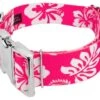 Country Brook Petz 1 1/2 Inch Premium Pink Hawaiian Dog Collar 9 Country Brook Petz 1 1/2 Inch Premium Pink Hawaiian Dog Collar -Country Brook Petz Store GUEST 9b9cf6b5 b19e 4545 8214 a747c645f77d