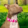 Country Brook Petz Premium Pink Hawaiian Dog Collar -Country Brook Petz Store GUEST 9da27a05 e19a 472e 983d 66ee050c8ca4