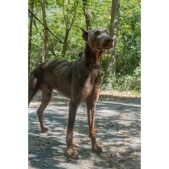 Country Brook Design Martingale Heavyduty Nylon Dog Collar