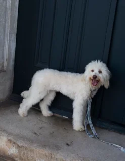 Country Brook Petz 1 1/2 Inch Mountain Viper Camo Martingale Dog Collar