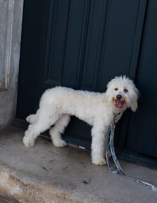 Country Brook Petz 1 1/2 Inch Mountain Viper Camo Martingale Dog Collar 1 Country Brook Petz 1 1/2 Inch Mountain Viper Camo Martingale Dog Collar