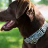 Country Brook Petz HossFit Jr Wide Martingale Dog Collar - Animal Print Collection