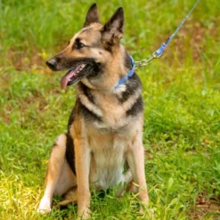 Country Brook Petz - Mermaid Scales Martingale Dog Collar 17 Country Brook Petz - Mermaid Scales Martingale Dog Collar -Country Brook Petz Store GUEST bb55d5c6 95fa 4e4f a154 9f540bab9eda