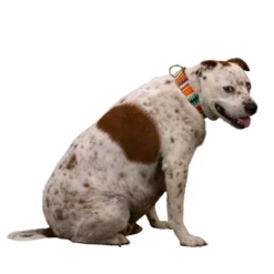 Country Brook Petz Store -Country Brook Petz Store GUEST c9d8133d 5413 44aa 8948 904a1b232546