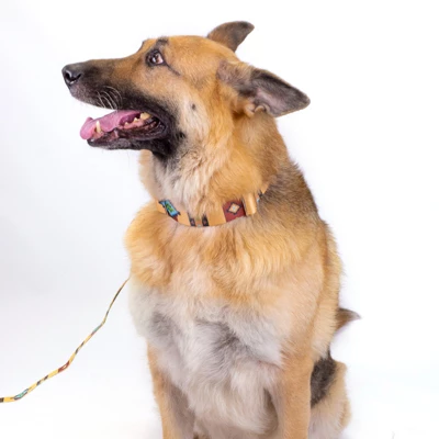 Country Brook Petz 1 1/2 Inch Native Arizona Martingale Dog Collar 6 Country Brook Petz 1 1/2 Inch Native Arizona Martingale Dog Collar - Image 6