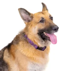 Country Brook Petz 1 1/2 Inch Deluxe Purple Paisley Dog Collar