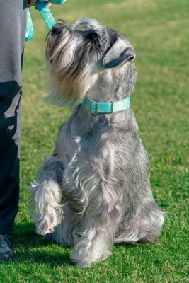 Country Brook Design® 1 Inch Green Paisley Leash - 6 Feet 2 Country Brook Design® 1 Inch Green Paisley Leash - 6 Feet - Image 2