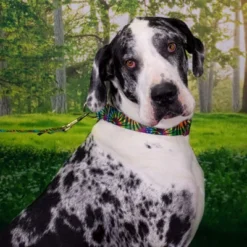 Country Brook Petz Tie Dye Stripes Martingale Dog Collar 18 Country Brook Petz Tie Dye Stripes Martingale Dog Collar -Country Brook Petz Store GUEST f632a41b 5088 414f b059 822fcf8bc973 1