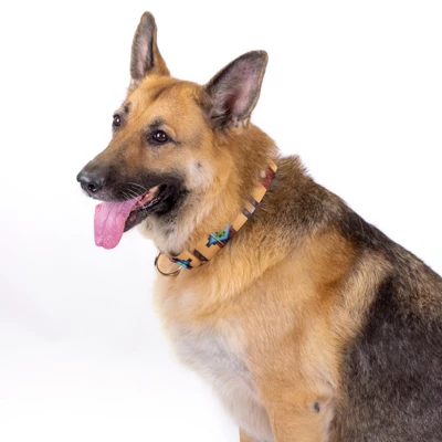 Country Brook Petz 1 1/2 Inch Native Arizona Martingale Dog Collar 2 Country Brook Petz 1 1/2 Inch Native Arizona Martingale Dog Collar - Image 2