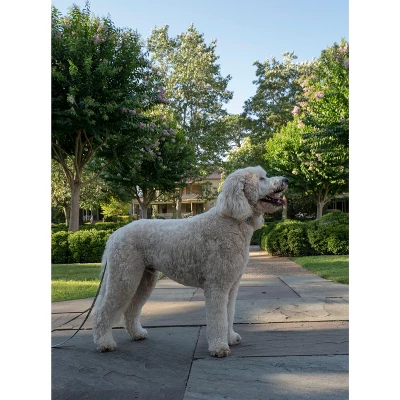 Country Brook Petz Deluxe Bright Paisley Dog Collar And Leash