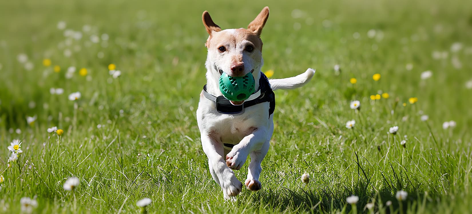 Country Brook Petz Store -Country Brook Petz Store dog supplies category banner dog running with green ball 74ebcdbf e5d9 408b a49e 310c9037ea32