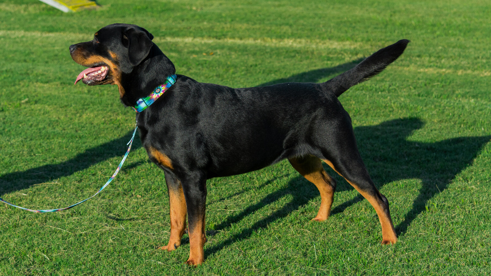 Country Brook Petz Store -Country Brook Petz Store s l1600 1